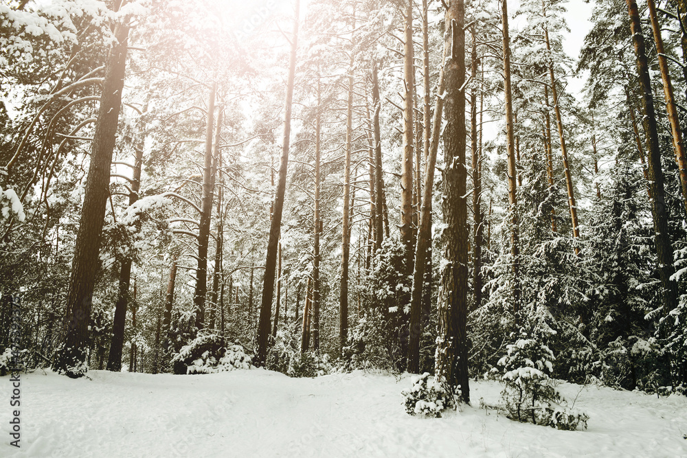 Winter forest landscape. Snow in forest. Cold winter weather. Coniferous forest background. Sunlight through the trees. Sunset landscape. Sunrise sun shining. Winter forest landscape. Snow in forest. Cold winter weather. Coniferous forest background. Sunlight through the trees. Sunset landscape. Sunrise sun shining.
