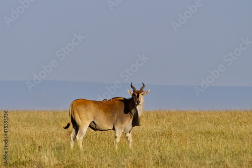 Canvas Print safari