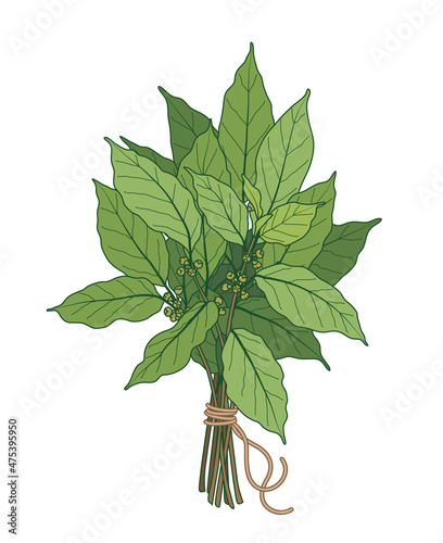 Bundle of Green Bay Leaves