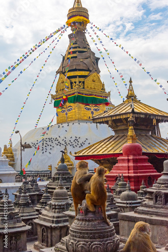 Obraz na plátně Monkeys on stupas at Swayambhunath, Kathmandu, Nepal