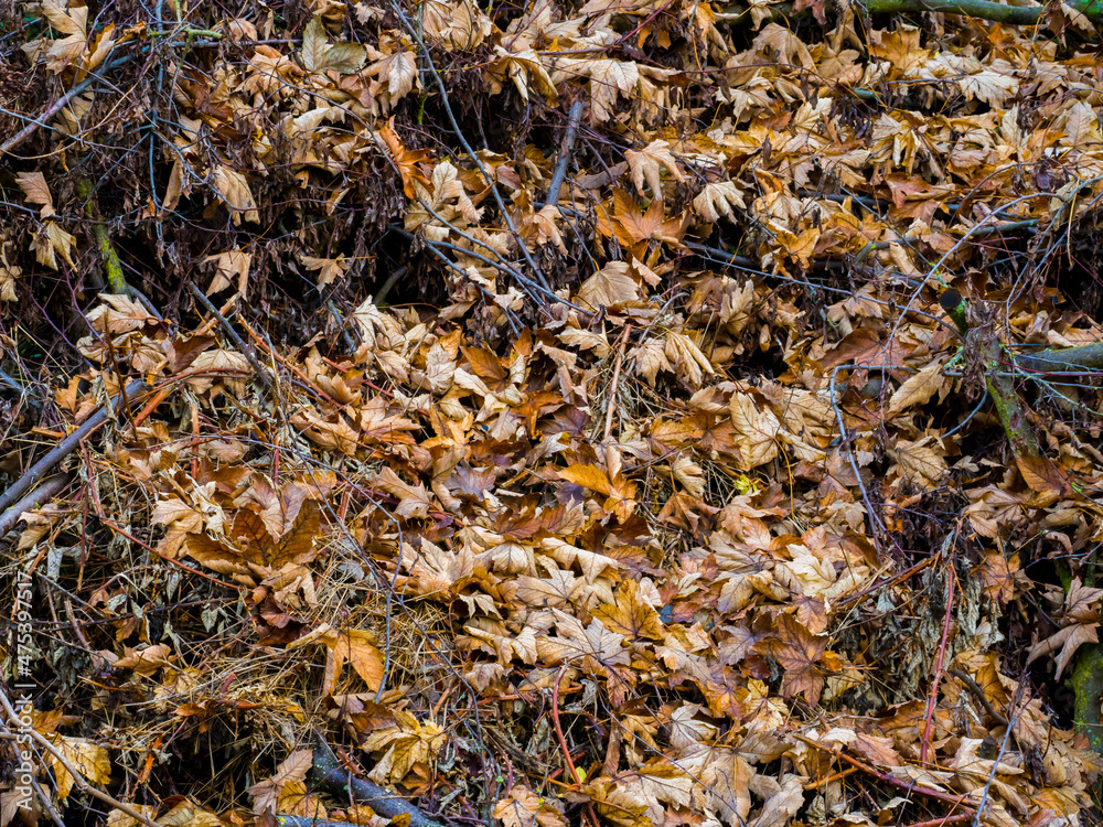 Autumn sketch, pile of fallen leaves