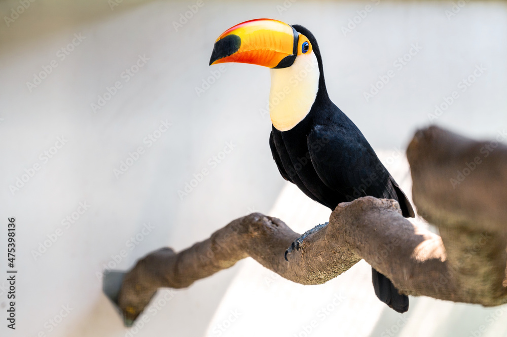 Fototapeta premium Tuco toucan sits on a tree branch on a light background. Portrait of a toucan with a large yellow beak