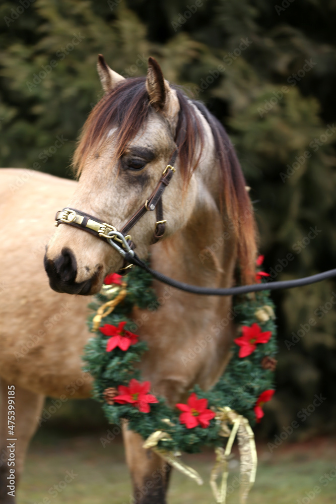 Saddle horse wearing christmas wreath decoration outdoors Saddle horse wearing christmas wreath decoration outdoors