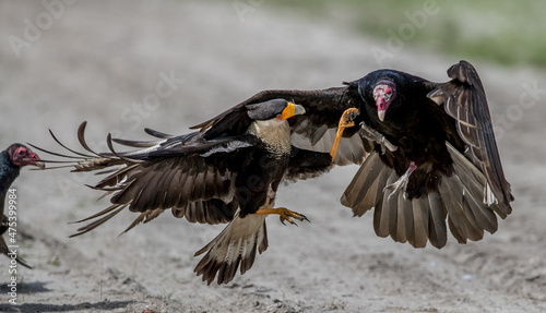 Turkey vulture fighting with caracara