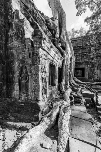 Temple twined around by roots in the Angkor Wat in Cambodia