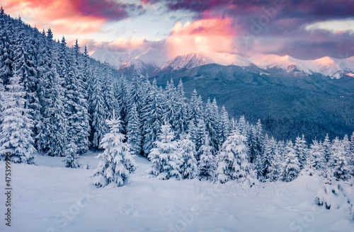 Beautiful winter scenery. Unbelievable sunrise in Carpathian mountains. Fresh snow covered slopes and fir trees on the mountain valley, Ukraine, Europe. Beauty of nature concept background.