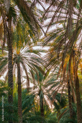 Middle East  Arabian Peninsula  Oman  Ad Dakhiliyah  Nizwa. Palm trees in Nizwa  Oman.