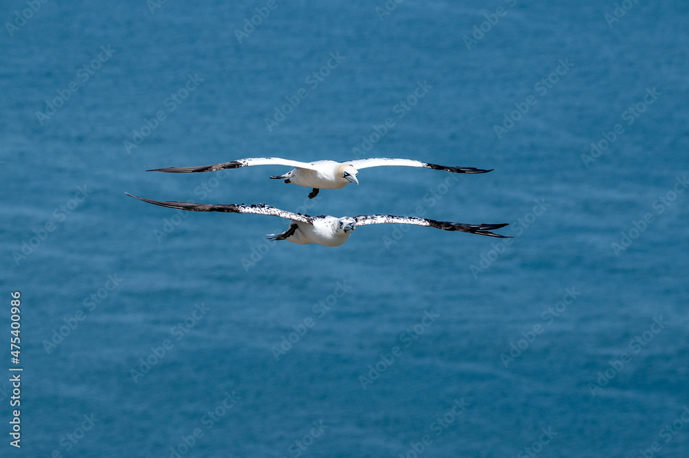 Aerial display with a year 3 and year 4 northern gannets, morus bassanus, soaring above the cliffs Aerial display with a year 3 and year 4 northern gannets, morus bassanus, soaring above the cliffs