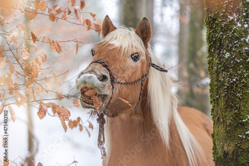 Head portrait of a pretty haflinger horse in front of a snowy winter landscape photo
