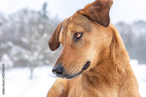 Portrait of a brown pretty short haired dog in front of a winter landscape