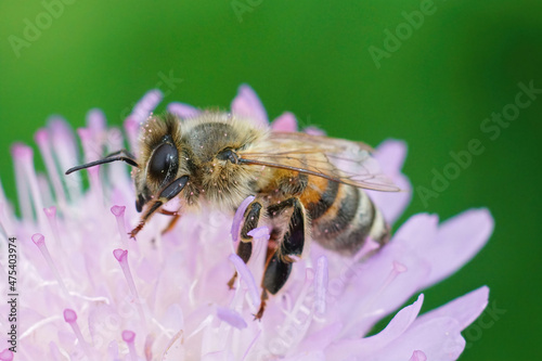 Closeup of a worker honeybee, Apis melifera, sipping nectar photo