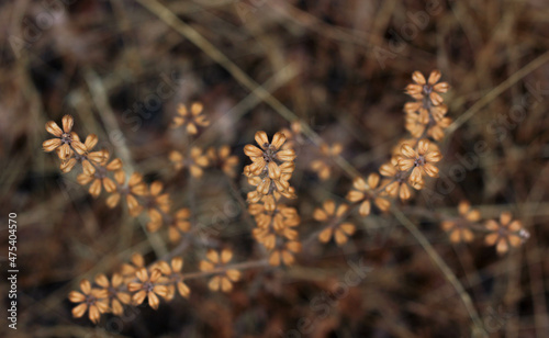 artistic photos of dried flowers on a beige light blurred background 