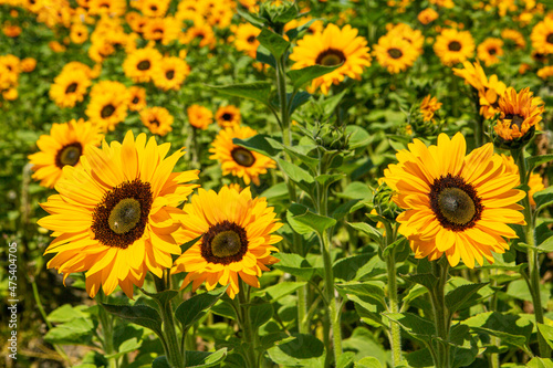 Fototapeta Naklejka Na Ścianę i Meble -  sunflowers bloom in a commercial flower field, Lompoc, California