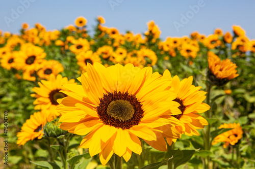sunflowers bloom in a commercial flower field  Lompoc  California