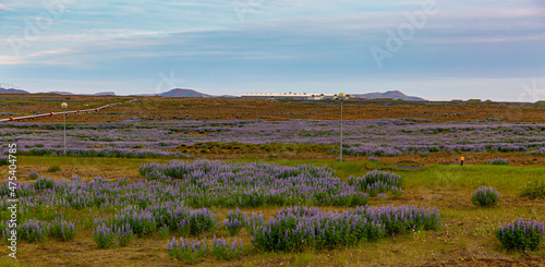 Iceland Industrial Lupine Flowers