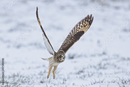 Female short eared owl flying low to the ground.