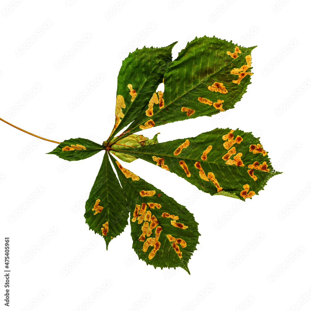 Horse Chestnut tree infested with leaf miner moth trails. damage to the