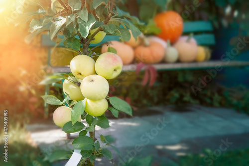 young columnar apple tree with a harvest. Apples ripen on a columnar apple tree against the background of a pumpkin harvest photo