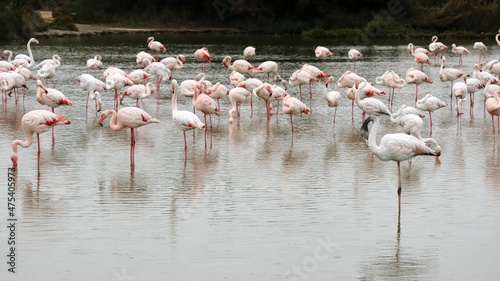 group of flamingos © Federica Ravettino