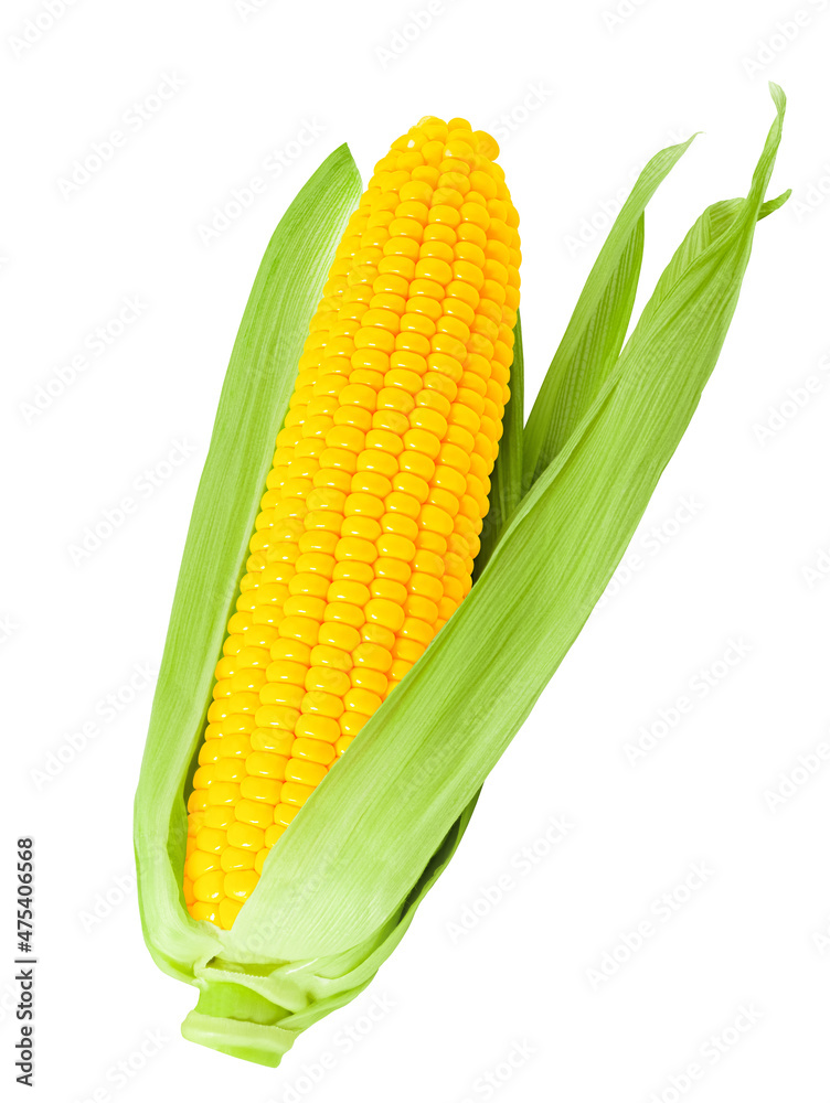 ear of corn isolated on white background