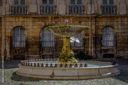 Aix en Provence, flying dove, France photo