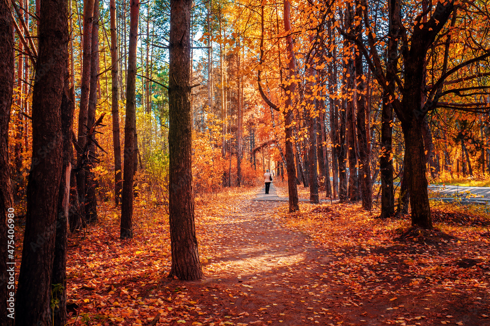 Fototapeta premium Silhouette against the background of the autumn landscape. Beautiful fabulous bright autumn forest