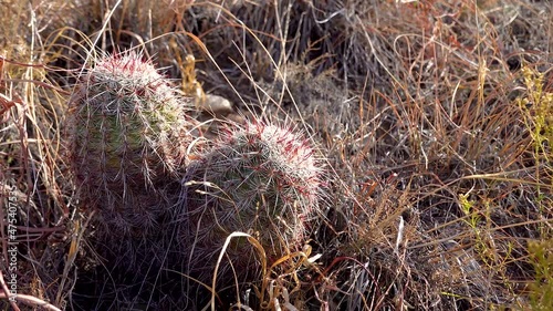 Cacti, Brady's pincushion cactus (Pediocactus bradyi). New Mexico photo