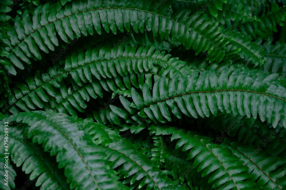 Natural bright green tropical background of fern branch, foliage, fresh exotic botanical pattern, jungle texture background. Selective focus. Negative space. Copy space. Natural bright green tropical background of fern branch, foliage, fresh exotic botanical pattern, jungle texture background. Selective focus. Negative space. Copy space.