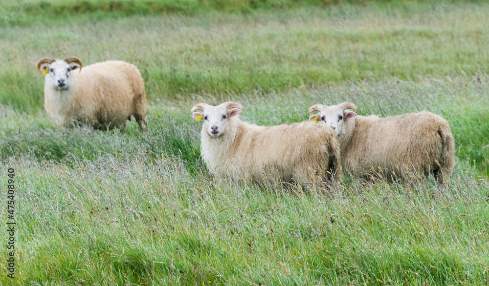 Fototapeta premium Sheep on the meadow, Iceland