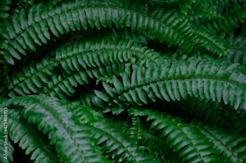 Natural bright green tropical background of fern branch  foliage  fresh exotic botanical pattern  jungle texture background. Selective focus. Negative space. Copy space.