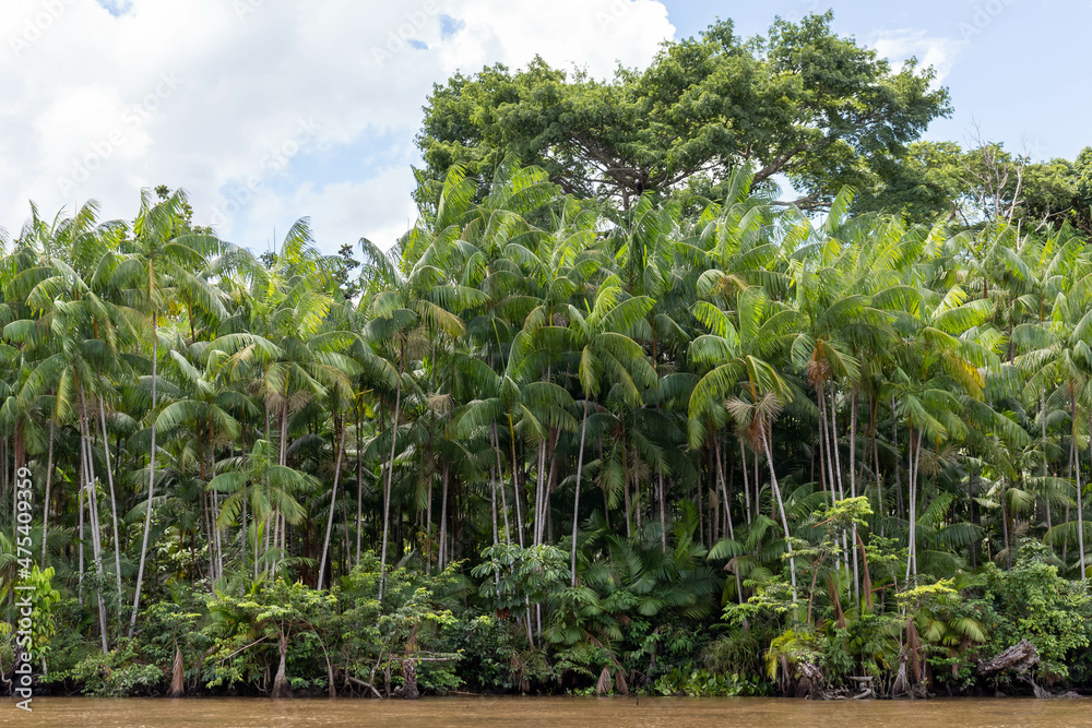 Area of extensive natural incidence of açai palm (Euterpe oleracea) on the banks of a river near the Marajo island, Para state, Brazil. A common palm in the Amazon region that produces a purple fruit. Area of extensive natural incidence of açai palm (Euterpe oleracea) on the banks of a river near the Marajo island, Para state, Brazil. A common palm in the Amazon region that produces a purple fruit.