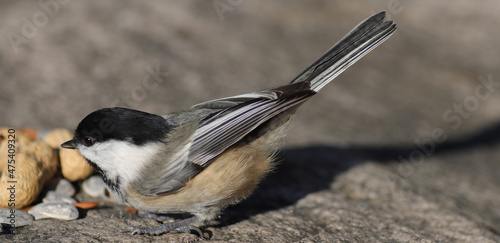 Closeup of a black-capped chickadee bird