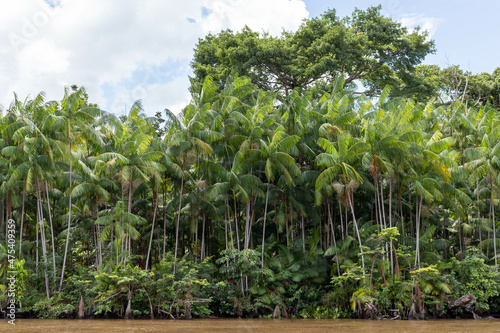 Area of extensive natural incidence of açai palm (Euterpe oleracea) on the banks of a river near the Marajo island, Para state, Brazil. A common palm in the Amazon region that produces a purple fruit. photo