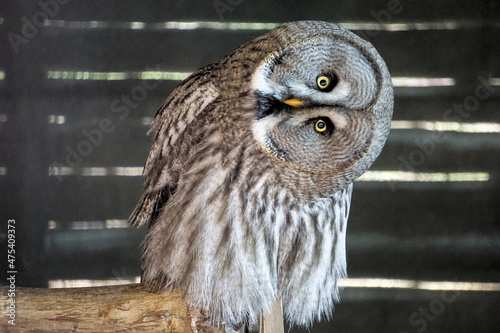Great gray owl tilting its head on a branch