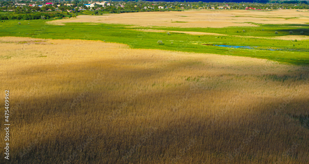 Aerial view wheat field at summer season. Yellow crop grain harvest farmland