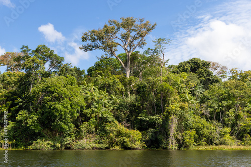 Landscape with the forest on the banks of a river in the brazilian Amazon region near the Marajo archipelago. photo