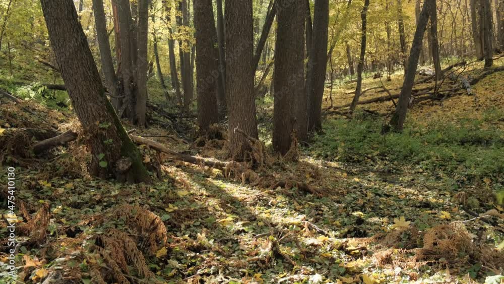 fallen asleep ferns in the autumn wild forest fallen asleep ferns in the autumn wild forest