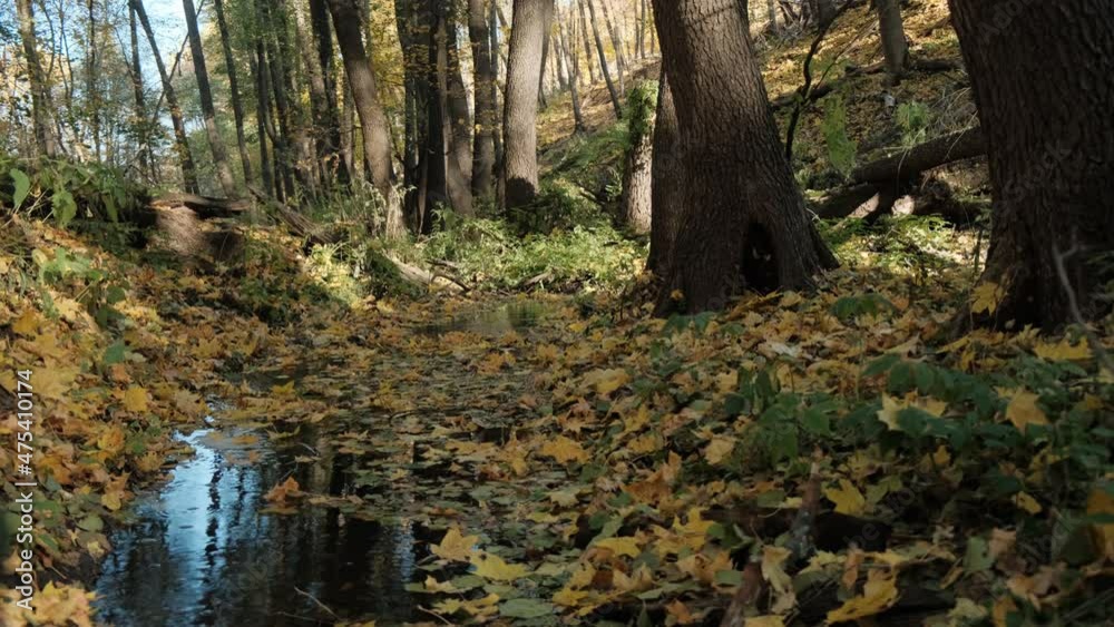 View of the stream in the autumn forest on a sunny day View of the stream in the autumn forest on a sunny day