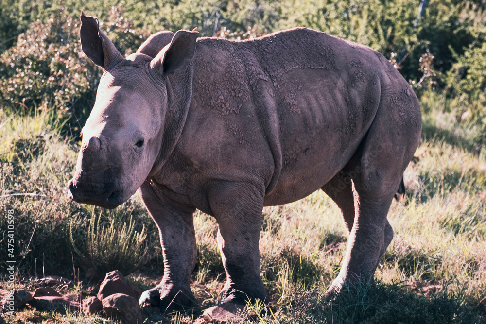 Fototapeta premium Rhino South Africa