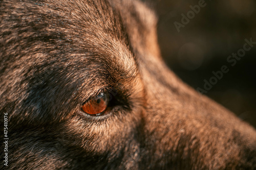 Obraz na plátně Closeup shot of the face of a german shepherd