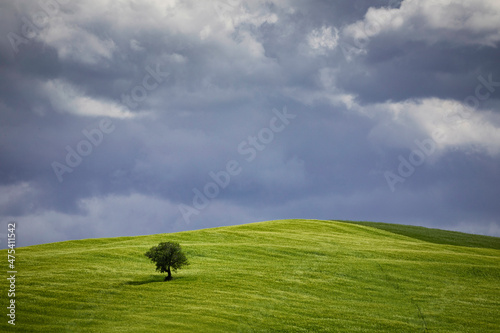 Europe, Italy, Tuscany, Val d Orcia. Lone tree in farmland. photo