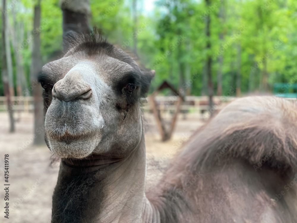 Obraz premium Bactrian camels on the territory of the zoo in the park area