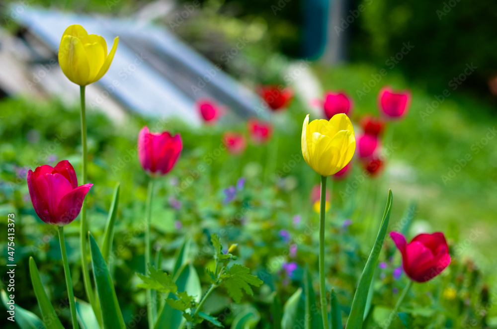 Obraz premium Red and yellow tulips in the spring garden