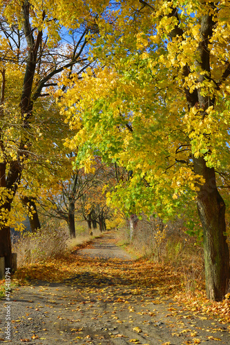 Road between trees in golden autumn colors 