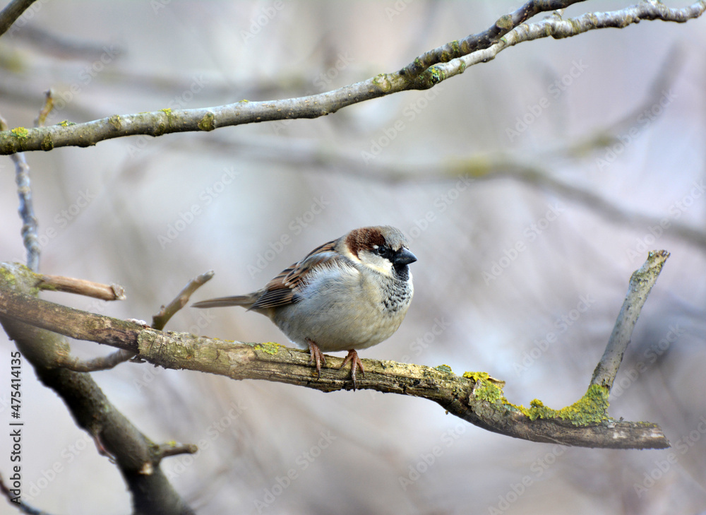 Sparrows (Passer) are sitting on a branch Sparrows (Passer) are sitting on a branch