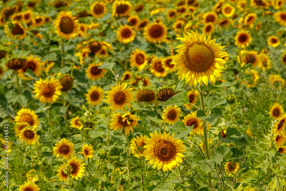 Beautiful field of yellow sunflowers on a background of blue sky with clouds Beautiful field of yellow sunflowers on a background of blue sky with clouds