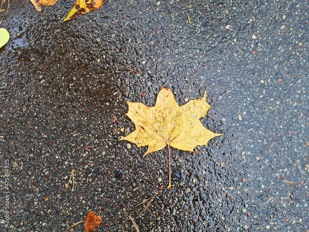 Fallen yellow maple leaf on the wet pavement on a cold autumn day Fallen yellow maple leaf on the wet pavement on a cold autumn day