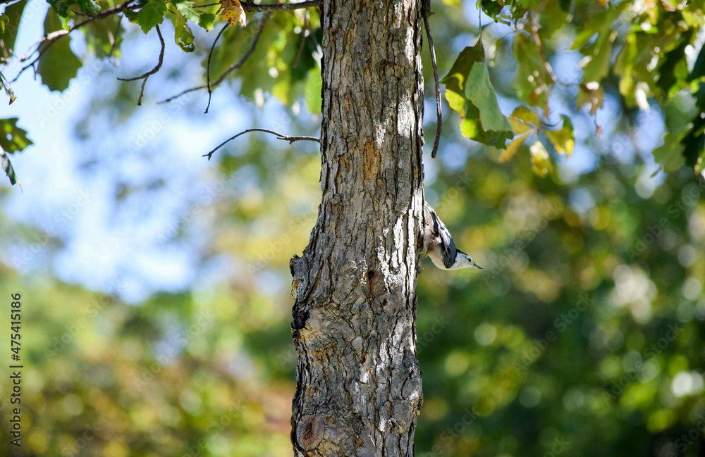 Obraz premium Bird on the tree