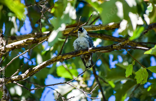 america, american, animals, bird, blue, cloudy, croton, croton bay, croton gorge, croton point park, day, environment, fall, fly high, high up, horizon, hudson, hudson river, in plain sight, isolation photo