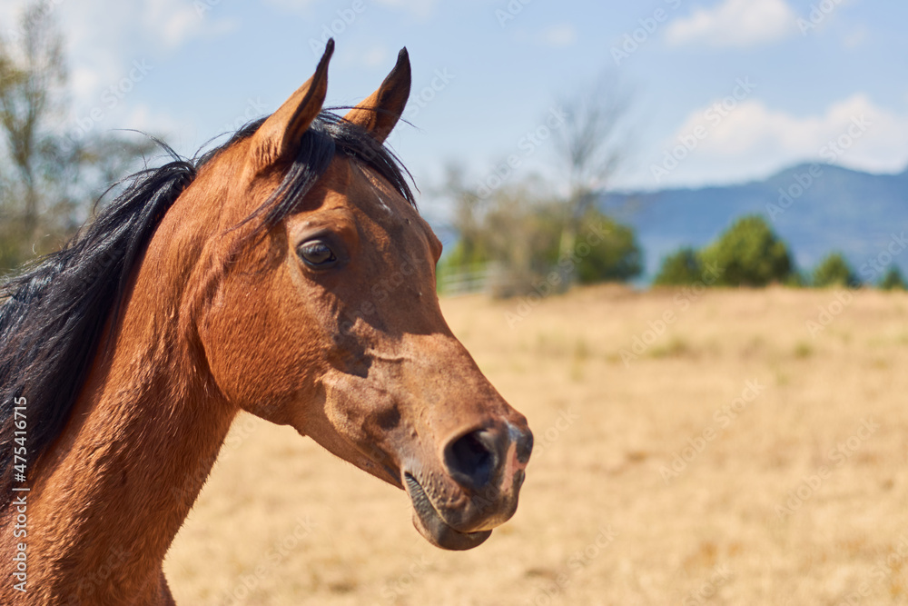 Portrait of brown haired arabian horse in the ranch. Portrait of brown haired arabian horse in the ranch.